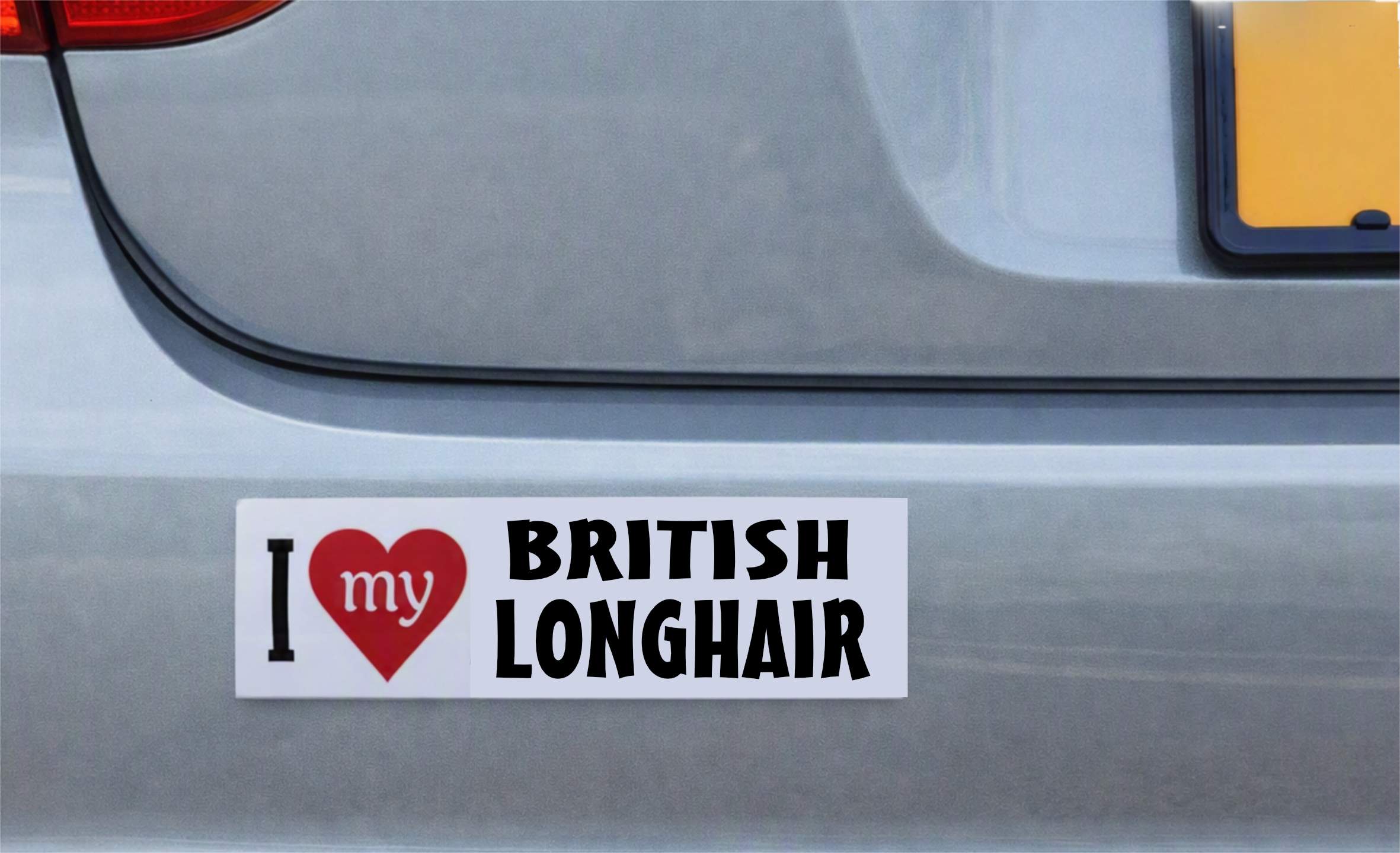 British Longhair