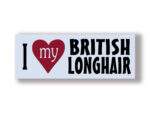 British Longhair