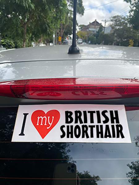 British Shorthair