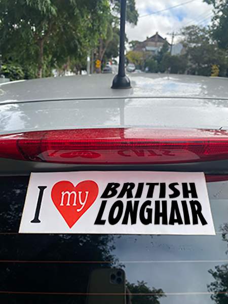 British Longhair